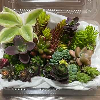確認用 多肉 セダム 寄植え 確認用 多肉 セダム 寄植え